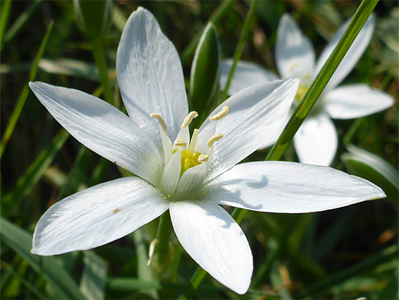 Broad stamens