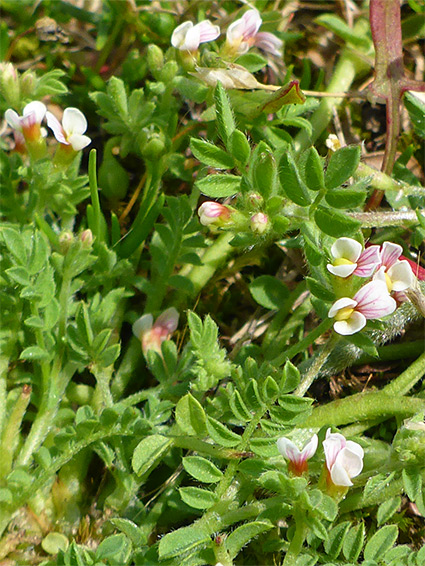 Leaves and flowers