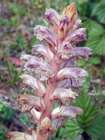 Lesser broomrape (orobanche minor), Oxwich Burrows, Swansea