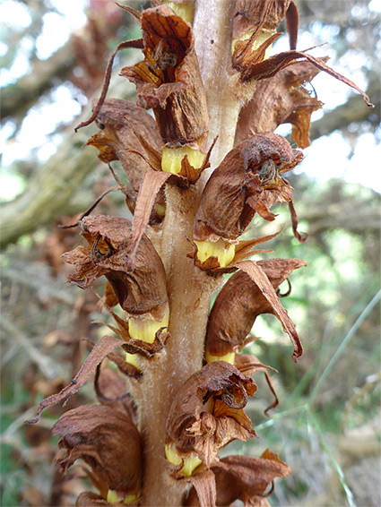 Developing yellow fruits