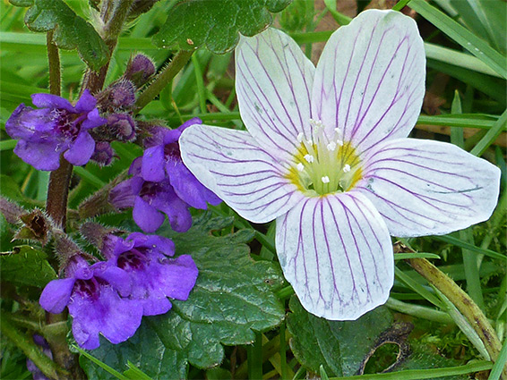 Flower, and ground ivy