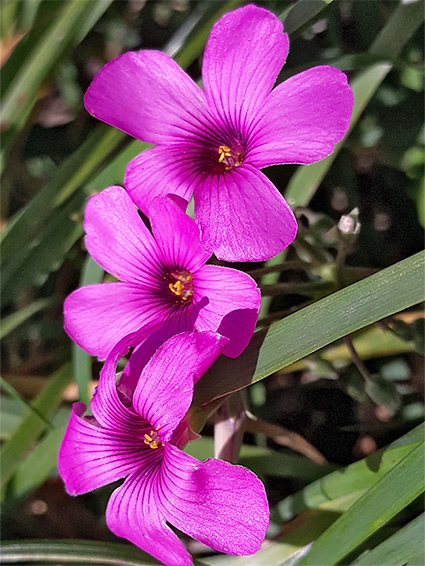 Three flowers