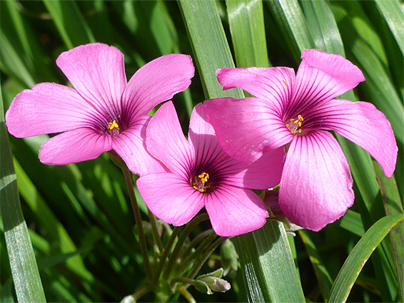 Bright pink flowers