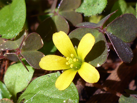 Tiny yellow flower