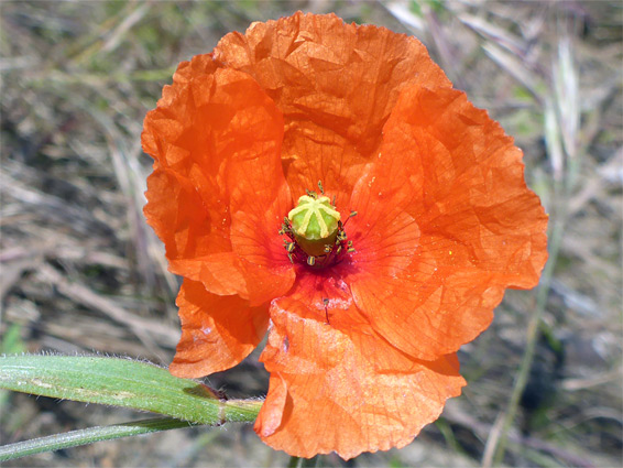 Papaver dubium (long-headed poppy), Berrow Dunes, Somerset