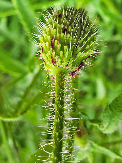 Bristly stem and bud