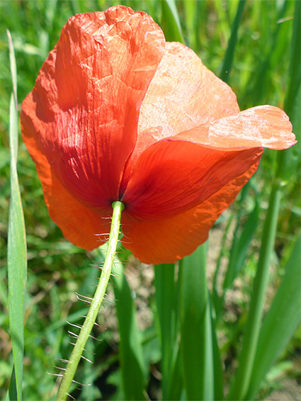 Flower and stem