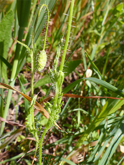 Hairy stem