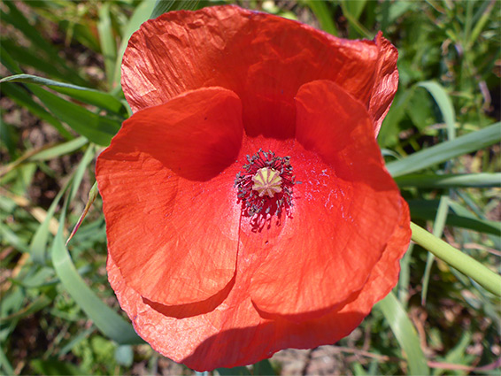 Red flower