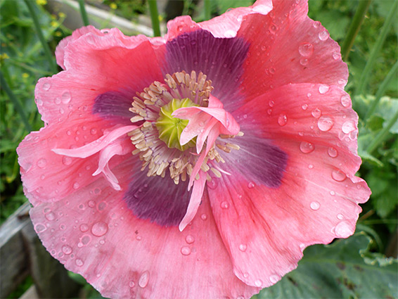 Purple and pink petals