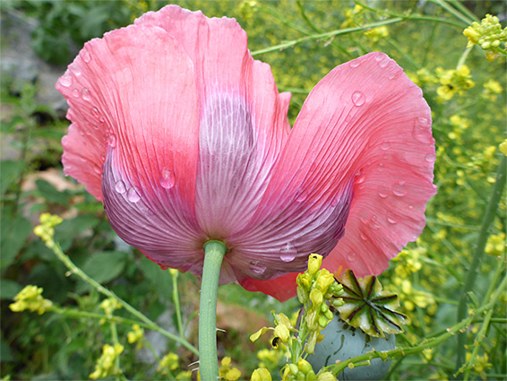 Underside of a flower