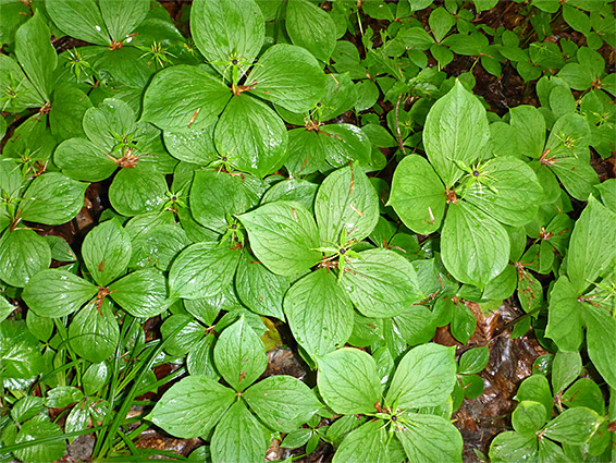 Group of plants