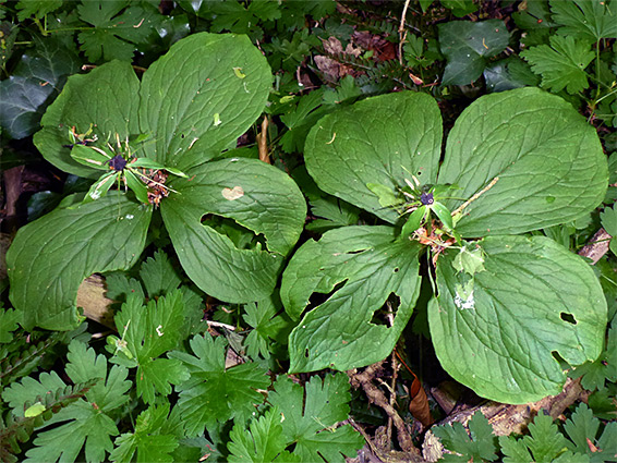 Two stems