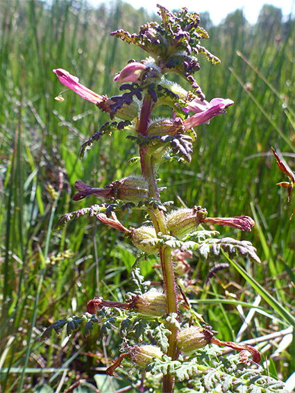 Withered flowers