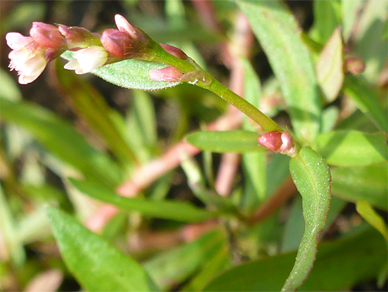 Leaves and flowers