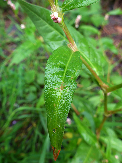 Shiny leaves