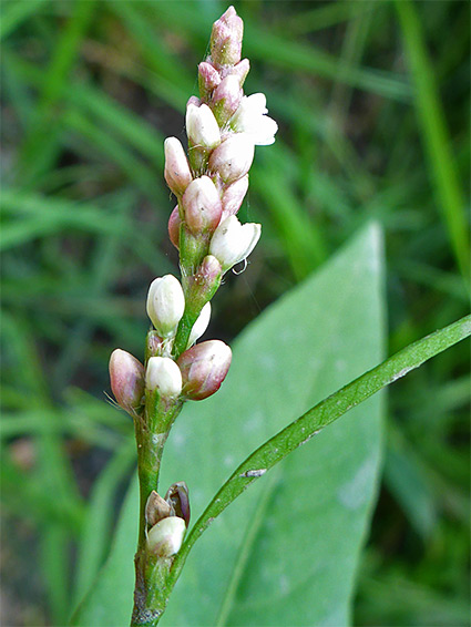 Pale pink flowers