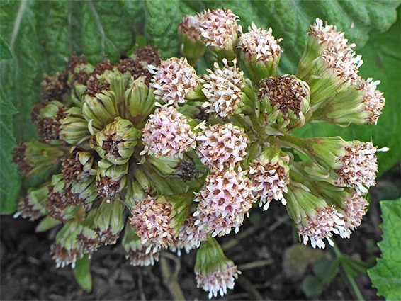 Withering flowerheads