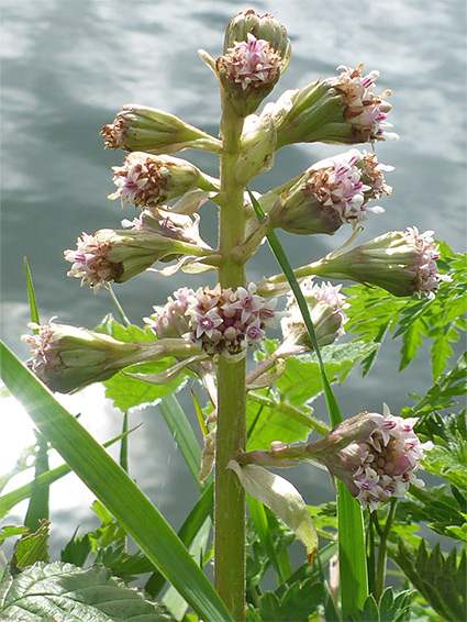 Pale flowerheads