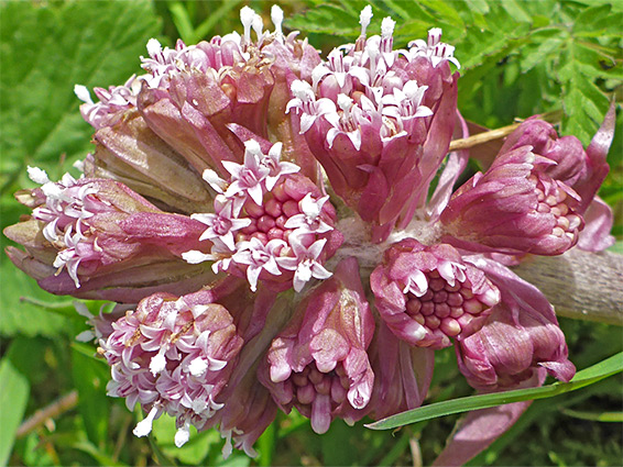 Developing flowerheads