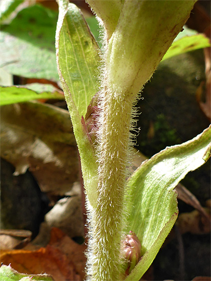 Hairy stem