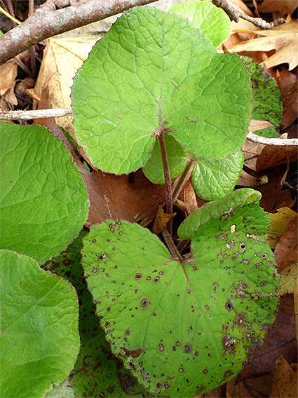 Heart-shaped leaves