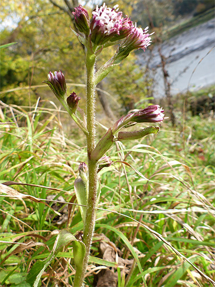 Upper stem