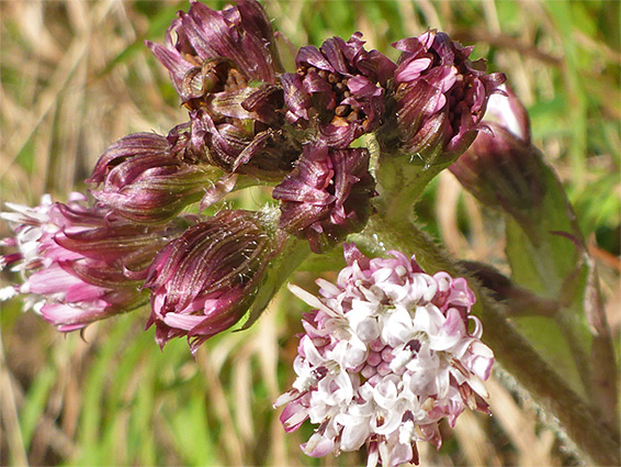 Purple phyllaries