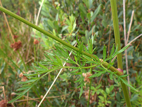 Upper stem leaf