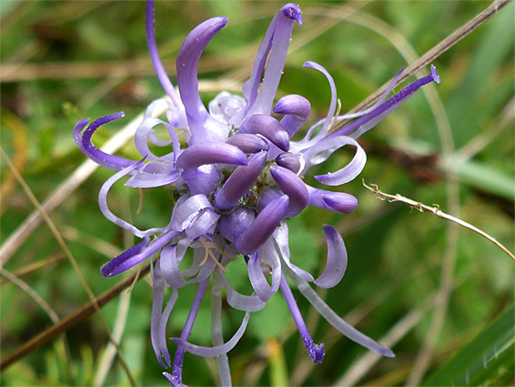 Cluster of flowers