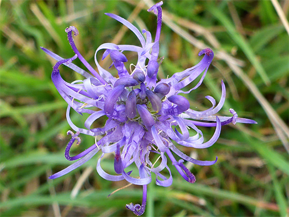 Pale purple flowers