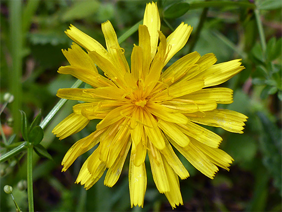 Yellow florets