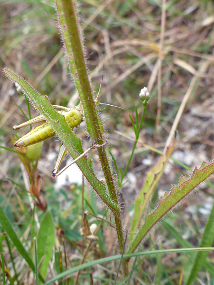 Toothed leaves