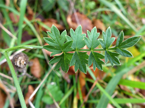 Pinnate leaf