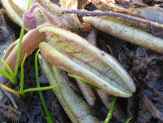 Stongly-veined leaves