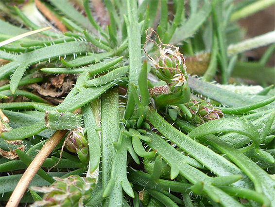 Basal leaves