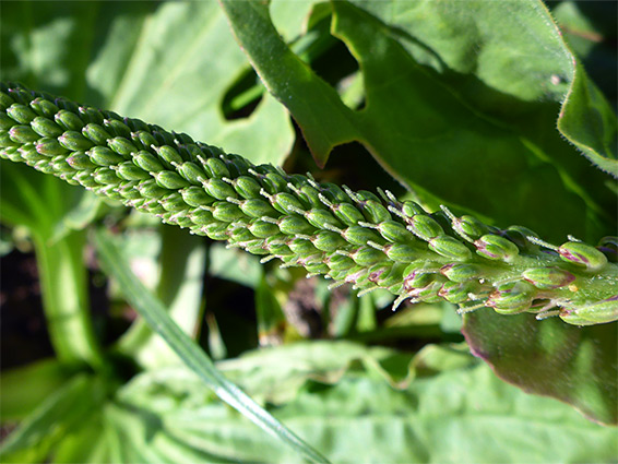 Green flowers