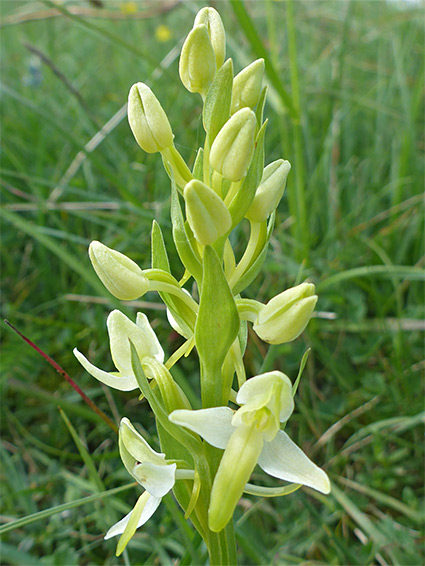 Developing flowers