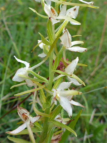 Flowers and bracts