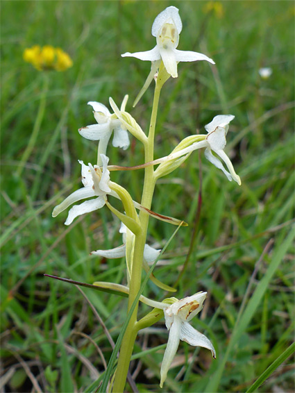 Six flowers