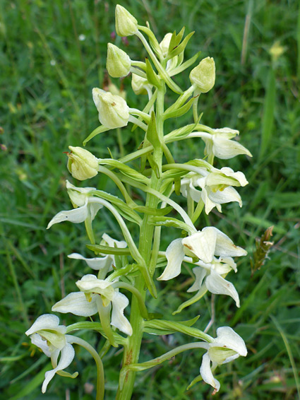 Yellowish-white flowers