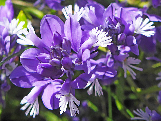 White and purple flowers