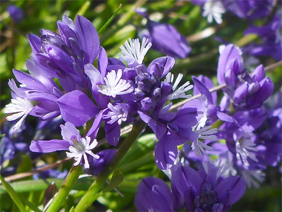 Richly-coloured flowers