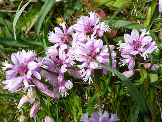 Pink flowers