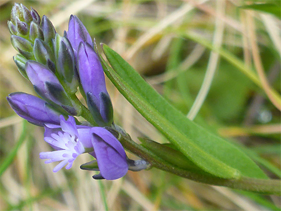 Developing inflorescence