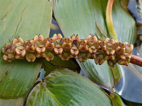 Broad-leaved pondweed (potamogeton natans), Pilning, South Gloucestershire