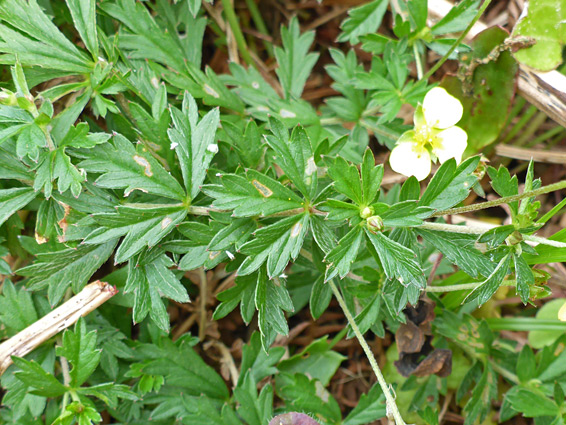 Stem and leaves