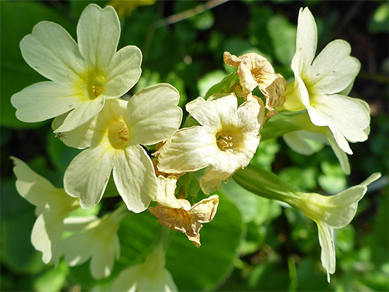 Flowers, starting to wither