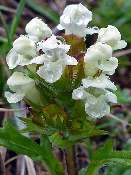 Cut-leaved selfheal (prunella laciniata), Green Down, Somerset