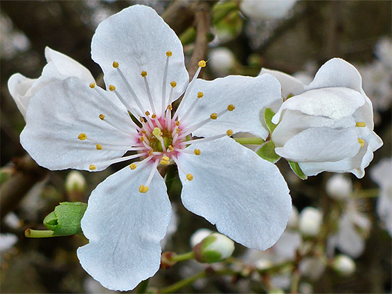 Prunus cerasifera (cherry plum), Bramshill Plantation, Hampshire